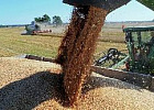 Первый миллион тонн зерна нового урожая собран в Оренбуржье Первый миллион тонн зерна нового урожая собран в Оренбуржье